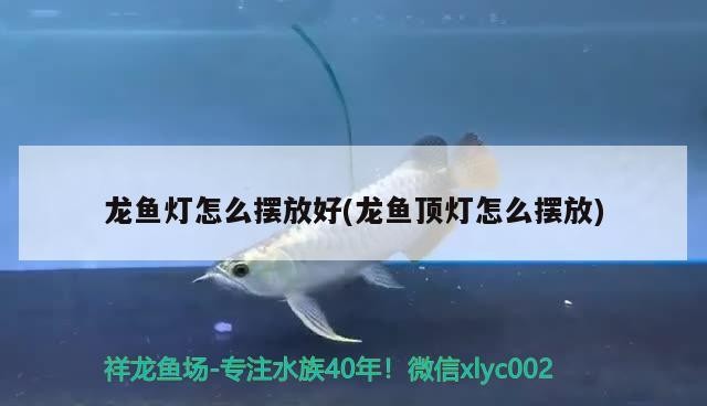 南京彩蝶魚(yú)缸專賣店電話號(hào)碼(彩蝶魚(yú)缸廠家地址在哪)彩蝶魚(yú)缸專賣店聯(lián)系方式及廠家地址一覽
