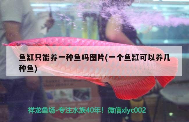 魚缸只能養一種魚嗎圖片(一個魚缸可以養幾種魚)魚缸養魚多樣性，揭秘不同魚類的 魚缸只能養一種魚嗎圖片(一個魚缸可以養幾種魚)魚缸養魚多樣性，揭秘不同魚類的 銀龍魚百科
