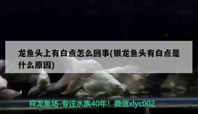 龍魚頭上有白點怎么回事(銀龍魚頭有白點是什么原因)魚頭部白點之謎，銀龍魚頭白點的原因解析