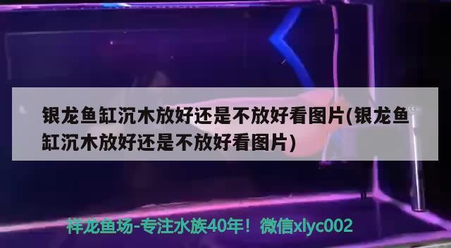 銀龍魚缸沉木放好還是不放好看圖片(銀龍魚缸沉木放好還是不放好看圖片)龍魚缸沉木放置的藝術，美觀與 銀龍魚缸沉木放好還是不放好看圖片(銀龍魚缸沉木放好還是不放好看圖片)龍魚缸沉木放置的藝術，美觀與 銀龍魚百科 第2張