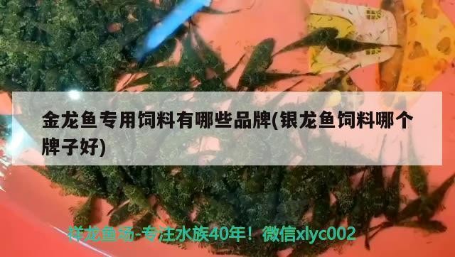 金龍魚專用飼料有哪些品牌(銀龍魚飼料哪個牌子好)龍魚專用飼料品牌推薦，銀龍魚飼料哪個牌子好