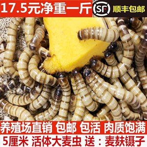 金龍魚一天喂幾條面包蟲，龍魚喂食指南，一天喂幾條面包