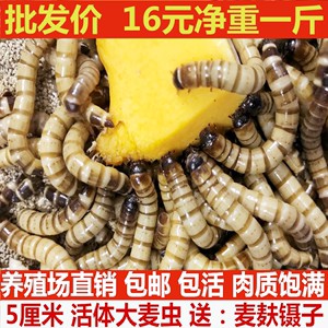 金龍魚一天喂幾條面包蟲，龍魚喂食指南，一天喂幾條面包