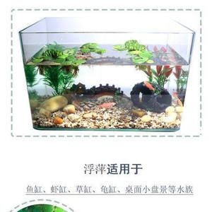 肚兜浮萍在魚缸里如何養：肚兜浮萍在魚缸中養殖的幾個關鍵，養殖肚兜浮萍，關鍵步驟與