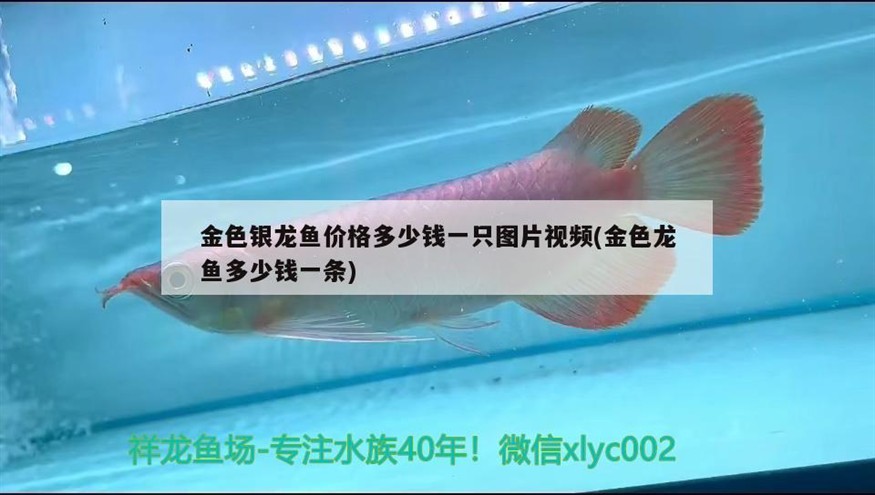 金色銀龍魚價格多少錢一只圖片視頻(金色龍魚多少錢一條)銀龍魚價格及圖片視頻指南，探索市場上的珍稀品種