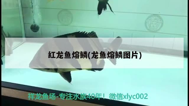 銀龍魚能和小金魚混養(yǎng)嗎(金龍魚和銀龍魚可以混養(yǎng)嗎)龍魚與金龍魚混養(yǎng)的可能性