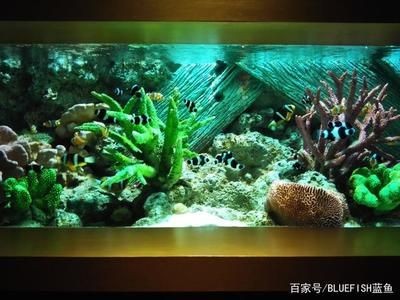 打造魚缸生態圈的方法有哪些：如何打造一個生態魚缸生態圈，生態魚缸打造，構建完美水族生態系統