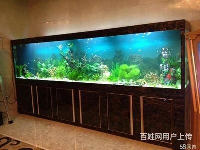 打造魚缸生態圈的方法有哪些：如何打造一個生態魚缸生態圈，生態魚缸打造，構建完美水族生態系統
