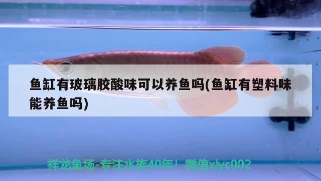 魚缸有玻璃膠酸味可以養魚嗎(魚缸有塑料味能養魚嗎)膠酸味對養魚的影響及解決方案