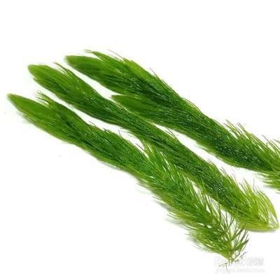 我的虎魚真菌感染了要怎么處理 紅龍魚趴缸在水底不動了什么原因引起的(紅龍魚趴缸在水底不動了什么原因引起的呢)龍魚趴缸不動,探究可能的原因 紅龍魚百科 紅龍魚趴缸在水底不動了什么原因引起的(紅龍魚趴缸在水底不動了什么原因引起的呢)龍魚趴缸不動,探究可能的原因 紅龍魚趴缸在水底不動了什么原因引起的(紅龍魚趴缸在水底不動了什么原因引起的呢)龍魚趴缸不動,探究可能的原因 紅龍魚百科