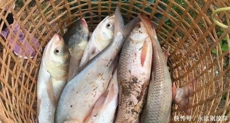 不能送魚缸什么意思呢：風水魚缸送人的注意事項破損的魚缸不宜送人，否則會影響財運，禁忌，送魚缸時需注意的事項，破損魚缸不宜贈