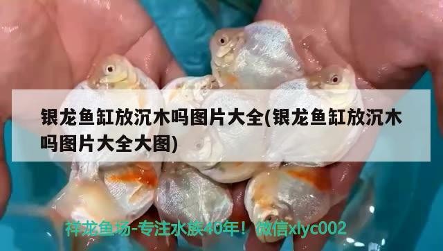 銀龍魚缸放沉木嗎圖片大全(銀龍魚缸放沉木嗎圖片大全大圖)龍魚缸裝飾指南，沉木擺放技巧