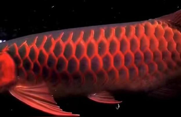 紅龍魚吃蝦:怎么教紅龍魚食蝦肉，龍魚食蝦肉，專業指導如何正確喂養您的寵物紅