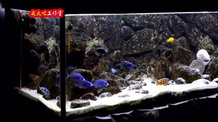 慈鯛魚缸造景方法：慈鯛魚缸怎么造景，鯛魚造景技巧，打造完美慈