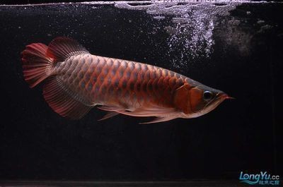 魚缸用增氧泵價格是多少:魚缸增氧機-xtrac增氧機-xtrac增氧機 紅龍魚壽命一般多長時間啊(紅龍魚壽命一般多長時間啊圖片)龍魚的長壽秘訣,揭秘其平均 紅龍魚百科 紅龍魚壽命一般多長時間啊(紅龍魚壽命一般多長時間啊圖片)龍魚的長壽秘訣,揭秘其平均 紅龍魚壽命一般多長時間啊(紅龍魚壽命一般多長時間啊圖片)龍魚的長壽秘訣,揭秘其平均 紅龍魚百科