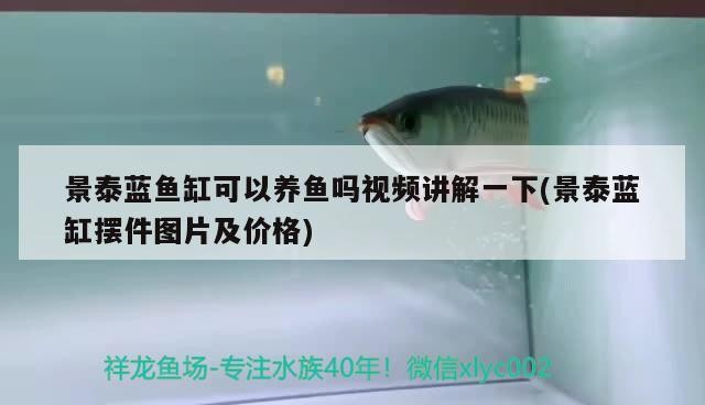 景泰藍魚缸可以養魚嗎視頻講解一下(景泰藍缸擺件圖片及價格)泰藍魚缸養魚指南，視頻教程與圖片展示及價格 景泰藍魚缸可以養魚嗎視頻講解一下(景泰藍缸擺件圖片及價格)泰藍魚缸養魚指南，視頻教程與圖片展示及價格 銀龍魚百科