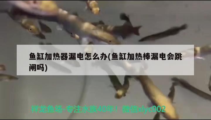 魚缸加熱器漏電怎么辦(魚缸加熱棒漏電會(huì)跳閘嗎)加熱器漏電應(yīng)對(duì)指南，安全措施與