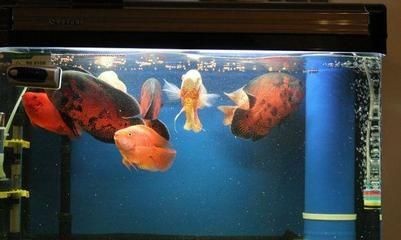 大大的魚缸里有幾條金魚在游動(dòng)把畫面寫具體：金魚們在魚缸里自由自由自在地游動(dòng)，魚在自由游動(dòng)的魚缸中，生動(dòng)描繪金魚自在