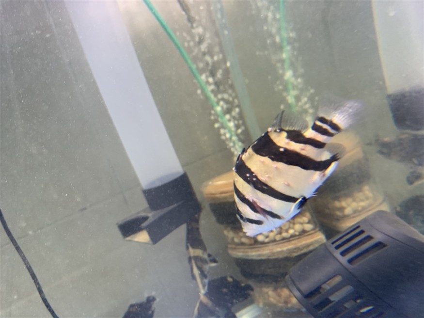 分享一下虎魚紅斑癥的治療吧 希望有用，魚紅斑癥治療指南，有效方法與