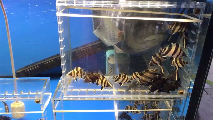 花地灣瞎轉悠之虎魚，地灣探險，虎魚的神秘魅力