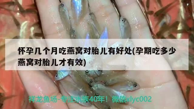 花地灣瞎轉悠之虎魚，地灣探險，虎魚的神秘魅力