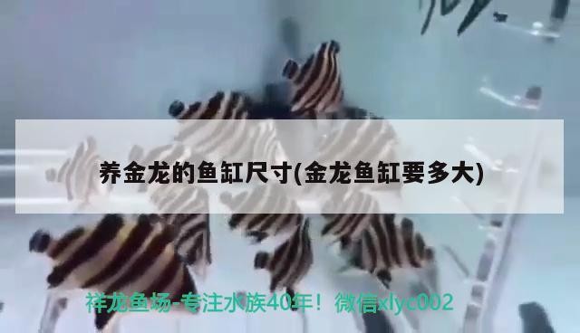 花地灣瞎轉悠之虎魚，地灣探險，虎魚的神秘魅力