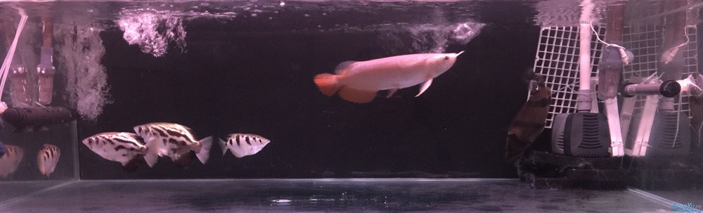 今虎魚進食了，虎魚進食，生態觀察與行為解析 今虎魚進食了，虎魚進食，生態觀察與行為解析 虎魚百科 第1張