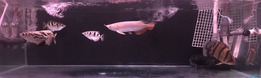 今虎魚進食了，虎魚進食，生態觀察與行為解析 今虎魚進食了，虎魚進食，生態觀察與行為解析 虎魚百科 第2張