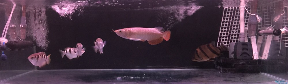 今虎魚進食了，虎魚進食，生態觀察與行為解析 今虎魚進食了，虎魚進食，生態觀察與行為解析 虎魚百科 第3張