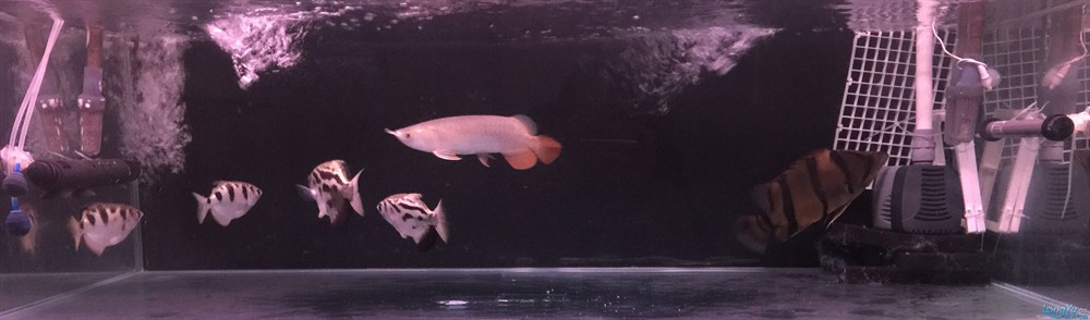今虎魚進食了，虎魚進食，生態觀察與行為解析 今虎魚進食了，虎魚進食，生態觀察與行為解析 虎魚百科 第4張
