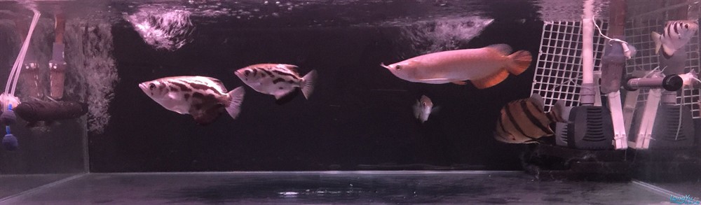 今虎魚進食了，虎魚進食，生態觀察與行為解析 今虎魚進食了，虎魚進食，生態觀察與行為解析 虎魚百科 第5張