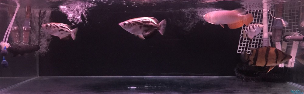 今虎魚進食了，虎魚進食，生態觀察與行為解析 今虎魚進食了，虎魚進食，生態觀察與行為解析 虎魚百科 第6張