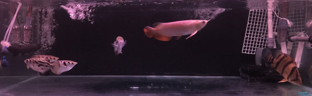 今虎魚進食了，虎魚進食，生態觀察與行為解析 今虎魚進食了，虎魚進食，生態觀察與行為解析 虎魚百科 第7張