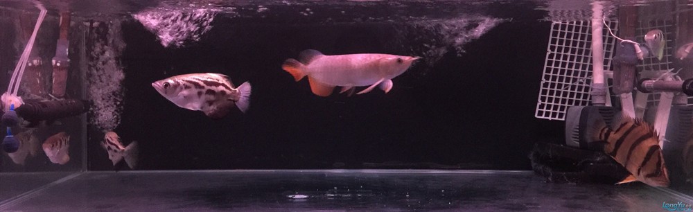今虎魚進食了，虎魚進食，生態觀察與行為解析 今虎魚進食了，虎魚進食，生態觀察與行為解析 虎魚百科 第8張