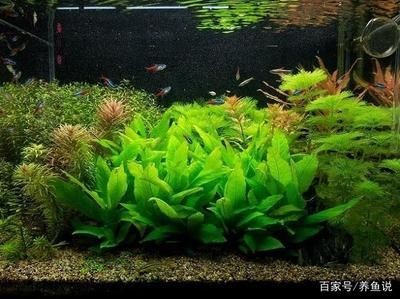 吃魚缸青苔最好的魚：吃青苔最厲害的魚有哪些？哪些魚類以魚缸青苔為食，成為吃青苔