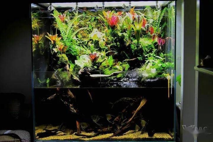 吃魚缸青苔最好的魚：吃青苔最厲害的魚有哪些？哪些魚類以魚缸青苔為食，成為吃青苔