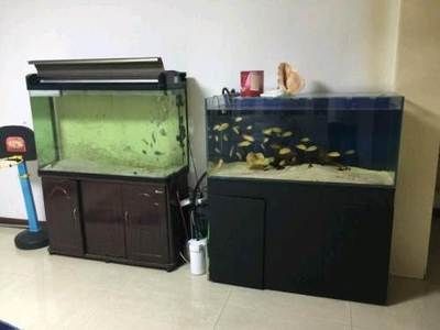 帶魚的魚缸怎么消毒，魚魚缸消毒指南，有效方法與注意事項