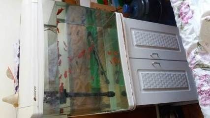 帶魚的魚缸怎么消毒，魚魚缸消毒指南，有效方法與注意事項