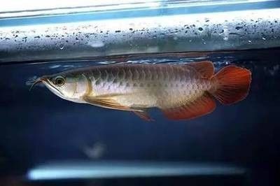 龍魚幾天不喂會死，魚生存之道，揭秘不喂食的極限