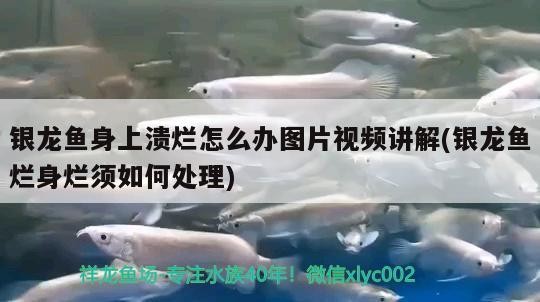 銀龍魚身上潰爛怎么辦圖片視頻講解(銀龍魚爛身爛須如何處理)龍魚潰爛問題處理指南，圖片