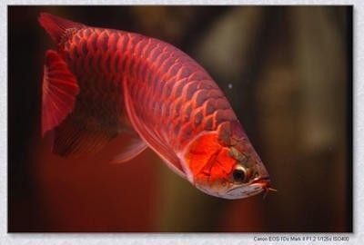 龍魚害怕紅色嗎，魚對紅色的反應(yīng)，揭秘龍魚的視覺恐懼與色彩偏好
