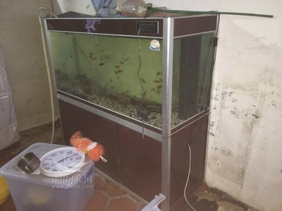 紅龍魚會不會不發色（紅龍魚會不會不發色了）龍魚顏色變化之謎，不發色