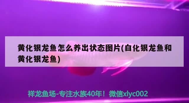 黃化銀龍魚怎么養(yǎng)出狀態(tài)圖片(白化銀龍魚和黃化銀龍魚)黃化銀龍魚的養(yǎng)護秘訣，白化與黃化 黃化銀龍魚怎么養(yǎng)出狀態(tài)圖片(白化銀龍魚和黃化銀龍魚)黃化銀龍魚的養(yǎng)護秘訣，白化與黃化 銀龍魚百科