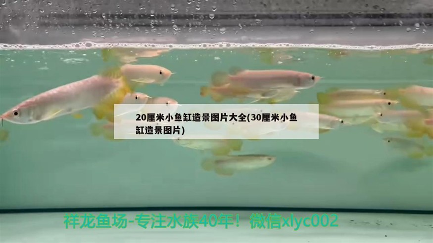 20厘米小魚缸造景圖片大全(30厘米小魚缸造景圖片)20厘米小魚缸的造景藝術(shù)，30厘米大