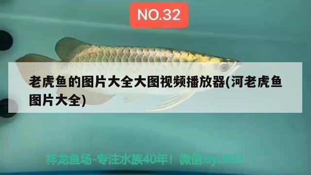 老虎魚的圖片大全大圖視頻播放器(河老虎魚圖片大全)魚高清圖片庫，河中巨獸