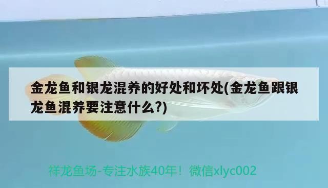 金龍魚和銀龍混養的好處和壞處(金龍魚跟銀龍魚混養要注意什么?)龍魚與銀龍魚混養指南，好處與注意事項全