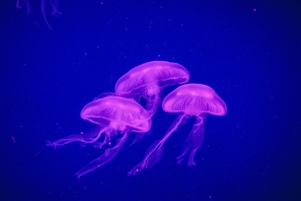有哪些藥物可以治療浮頭，“浮游性水腫”是一種常見(jiàn)的癥狀
