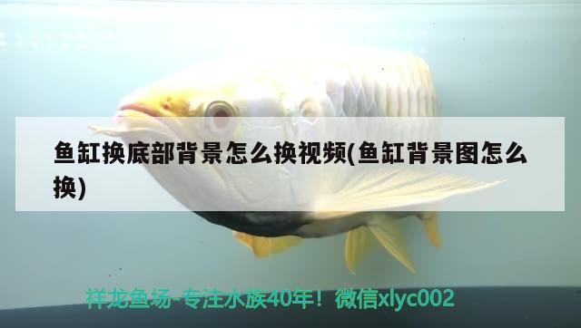 魚缸換底部背景怎么換視頻(魚缸背景圖怎么換)魚缸換底部背景，視頻教程與步驟 魚缸換底部背景怎么換視頻(魚缸背景圖怎么換)魚缸換底部背景，視頻教程與步驟 銀龍魚百科