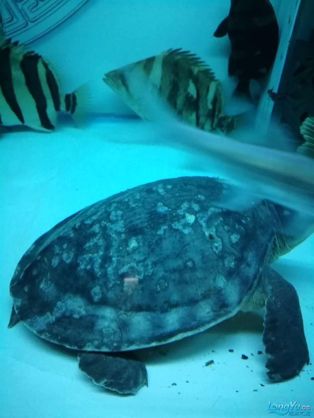 求虎魚大神看看我這35+大印尼四紋虎病危求助，虎魚瀕臨死亡，35歲大