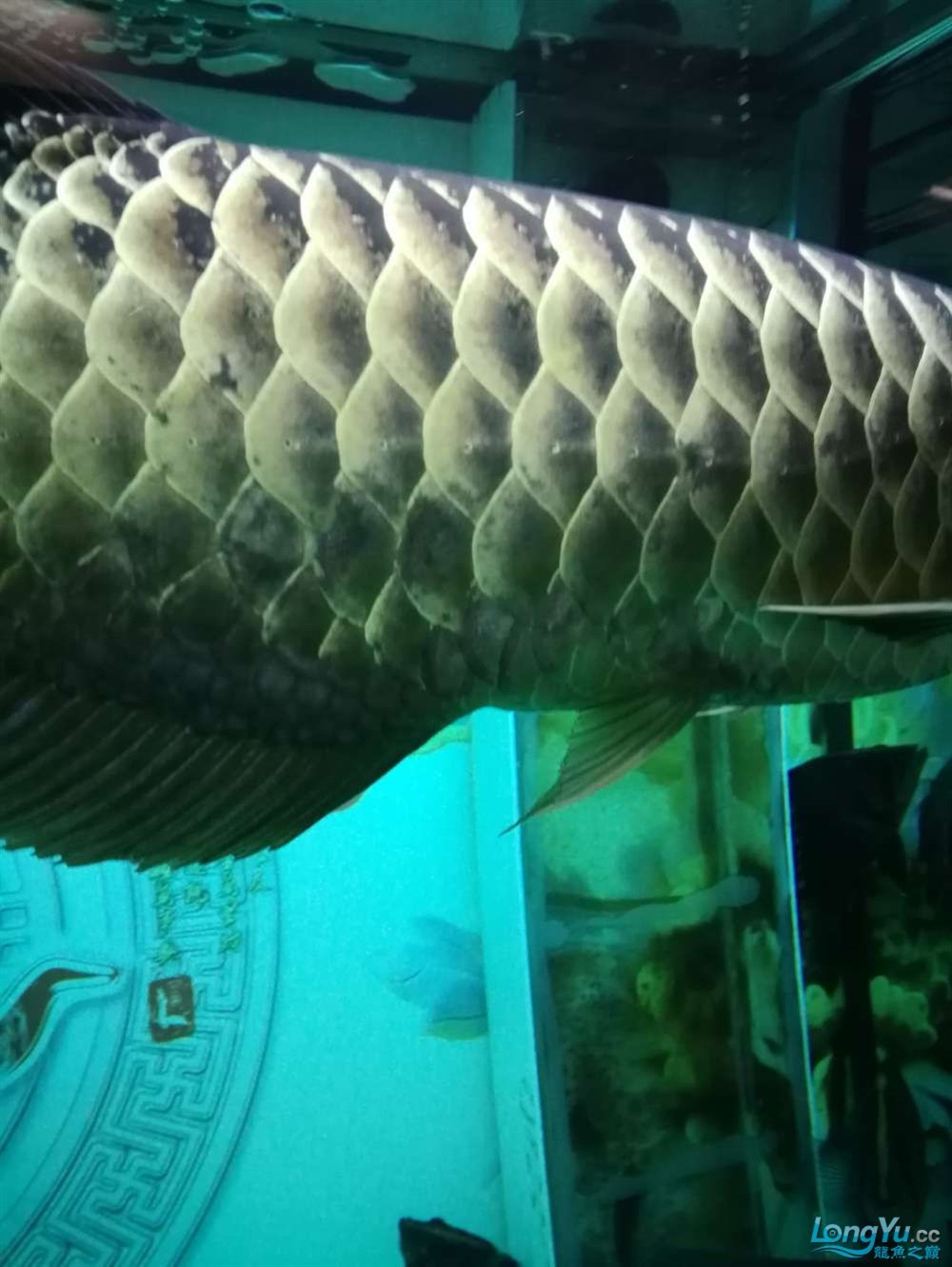 求虎魚大神看看我這35+大印尼四紋虎病危求助，虎魚瀕臨死亡，35歲大